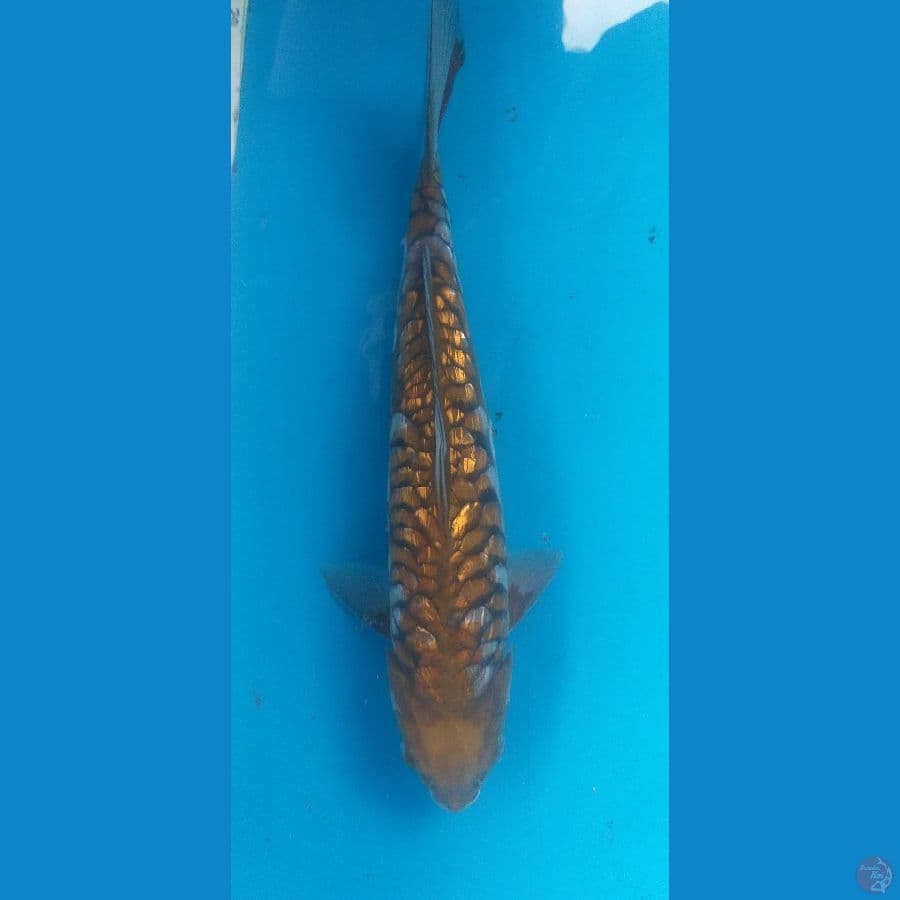 Aragoke 40cm/Jantan
