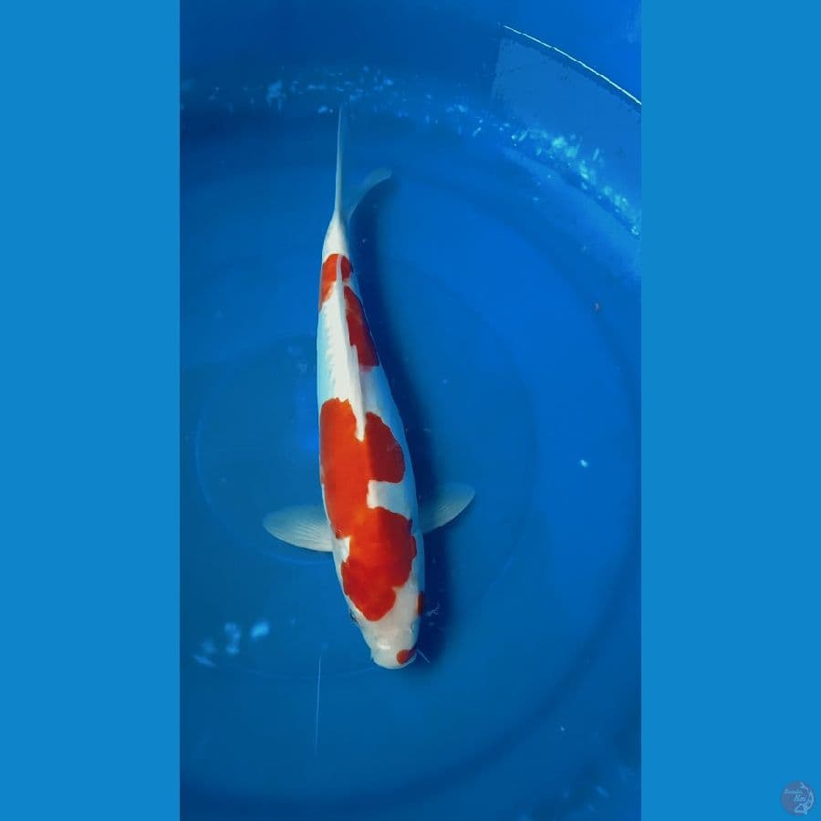 kohaku doit 29cm