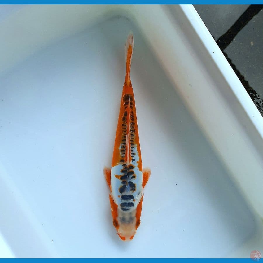 Shusui 25cm