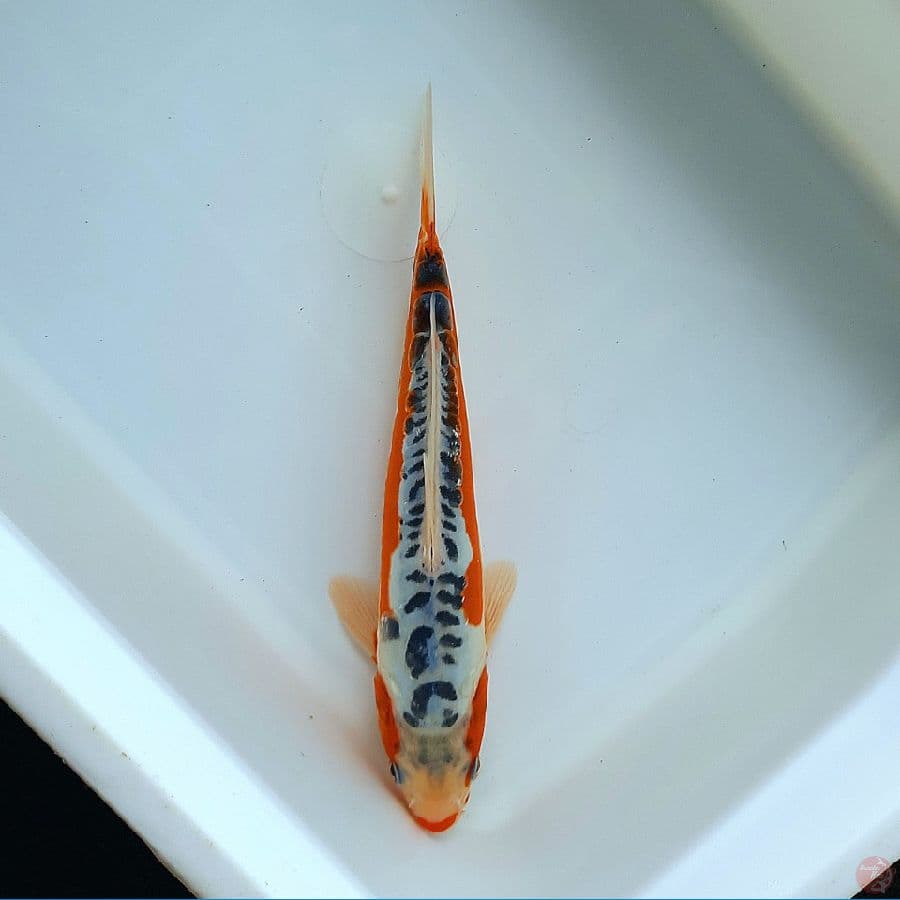 Shusui 23cm 