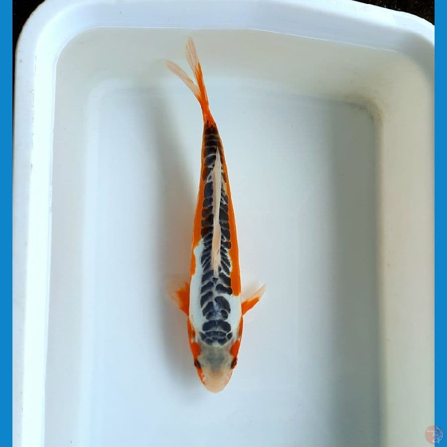 Shusui 27cm