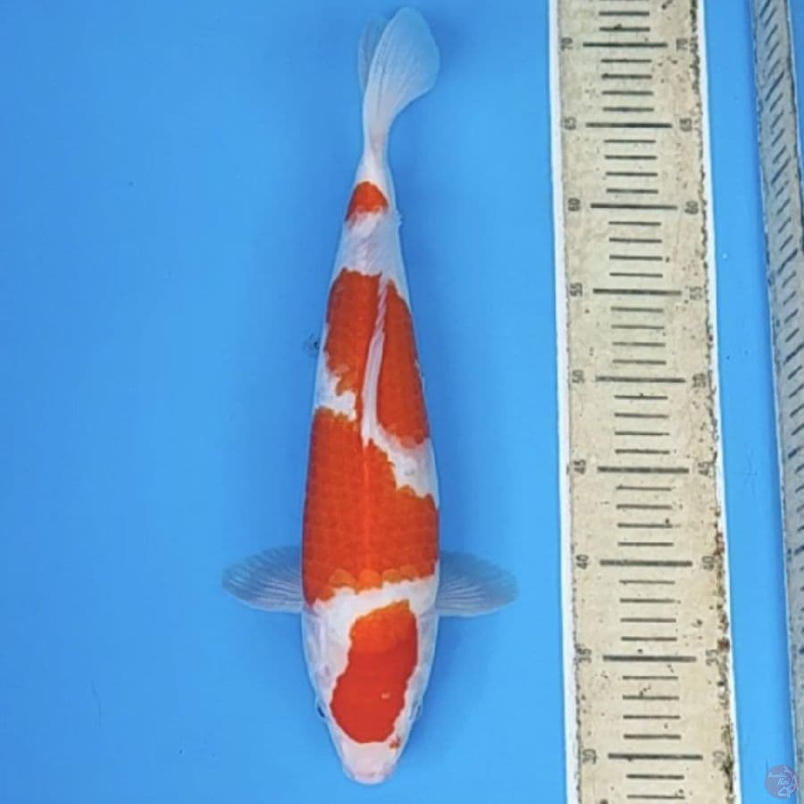 kohaku 40cm/fm