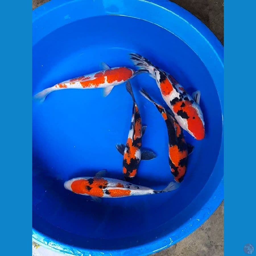 paket kualitas 25-32cm