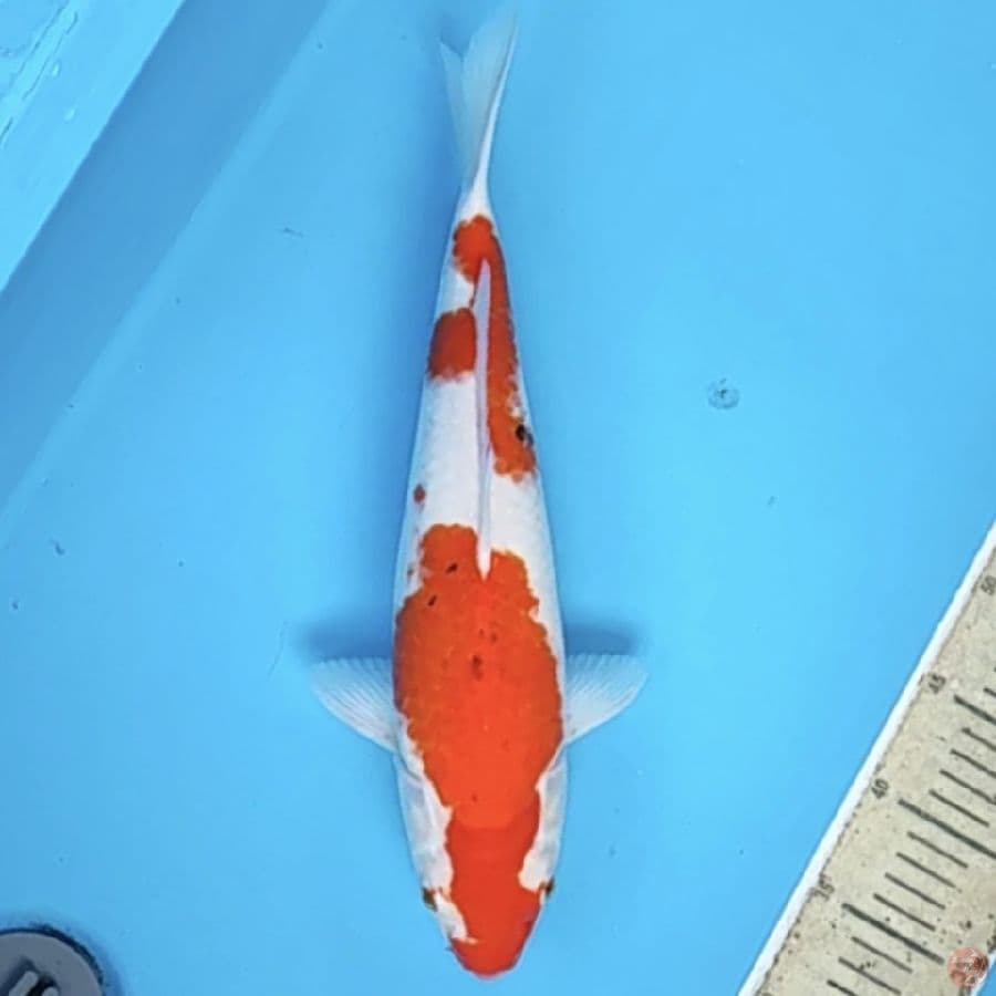sanke 41cm/fm
