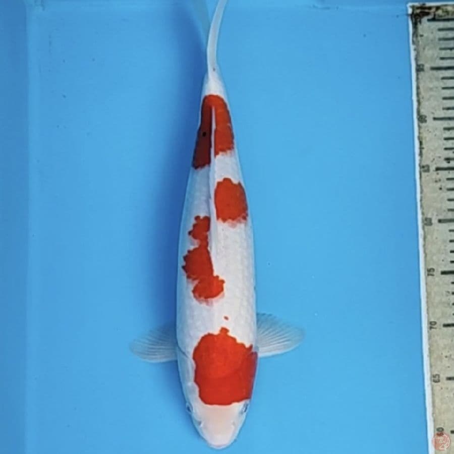 sanke 40cm/fm