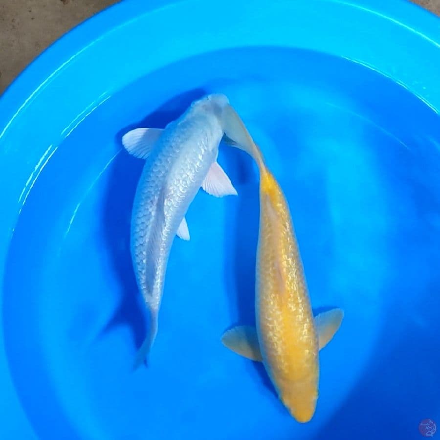 SORAGOI & karasi mata merah ginrin semua