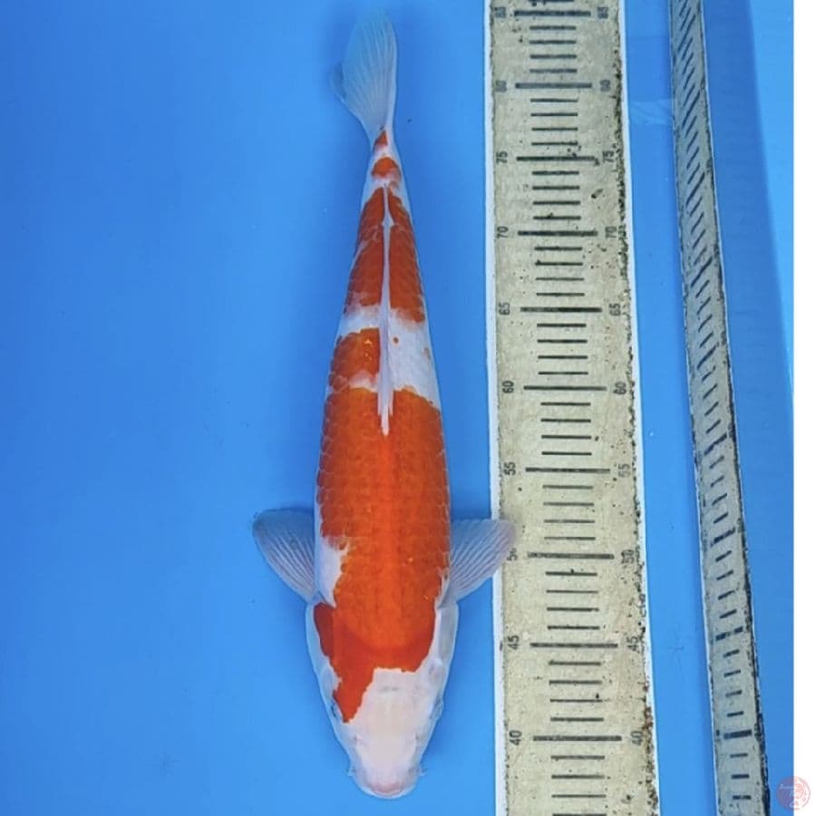 kohaku 44m/fm