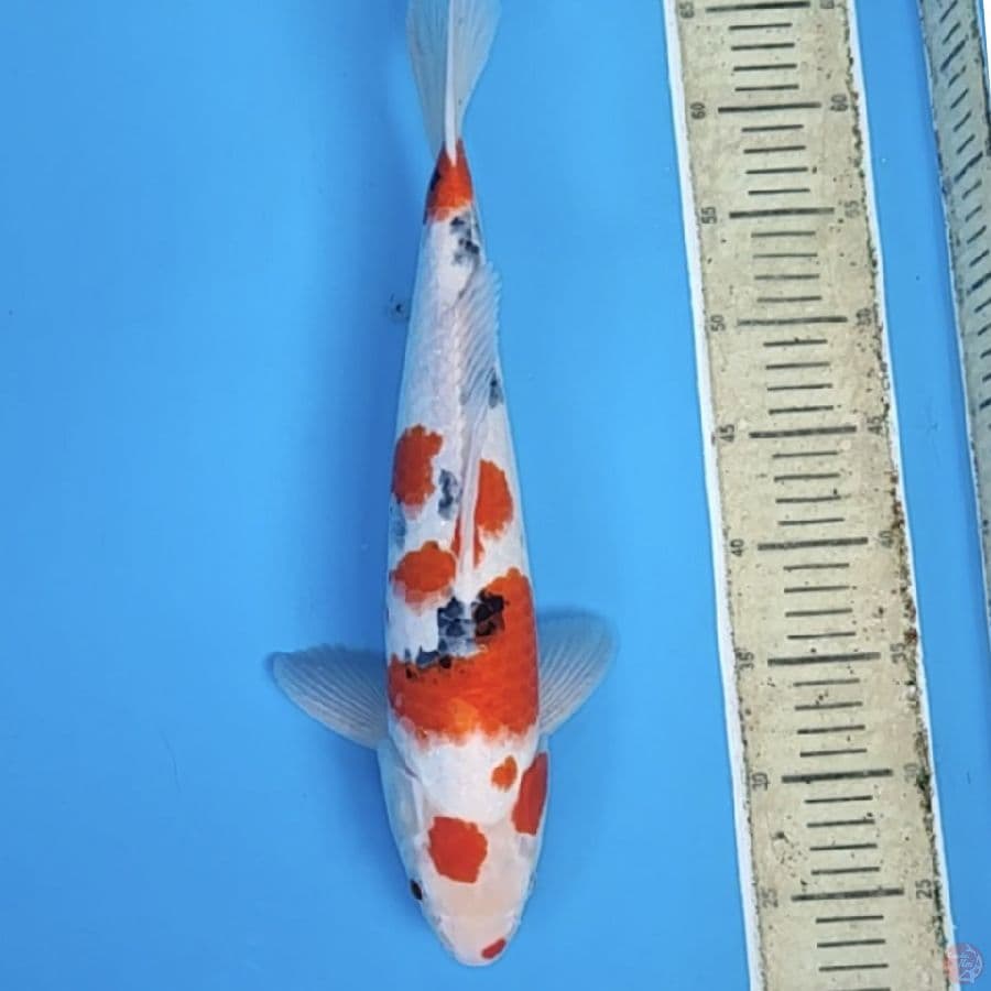 sanke 40cm/m