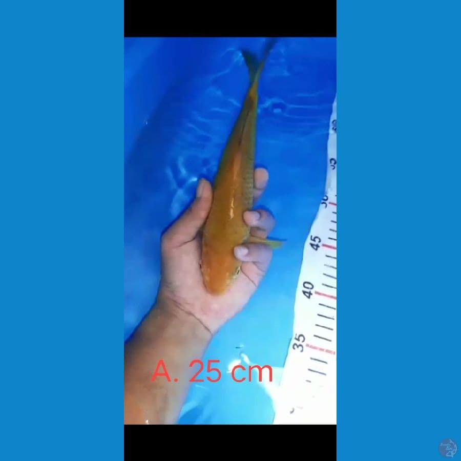 Caramel SQ 25 cm