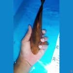Caramel 25 cm Bahan keep