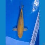 Karasi 40 cm F1 konishi Male