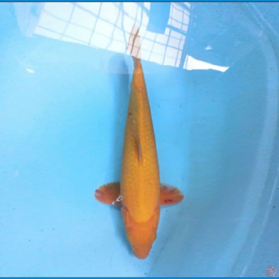 Karashi 44 cm
