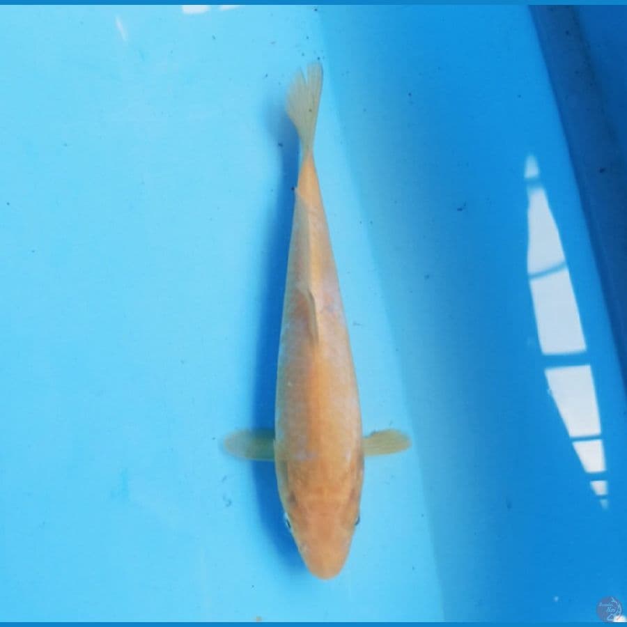 Karashi Koyo 20 cm