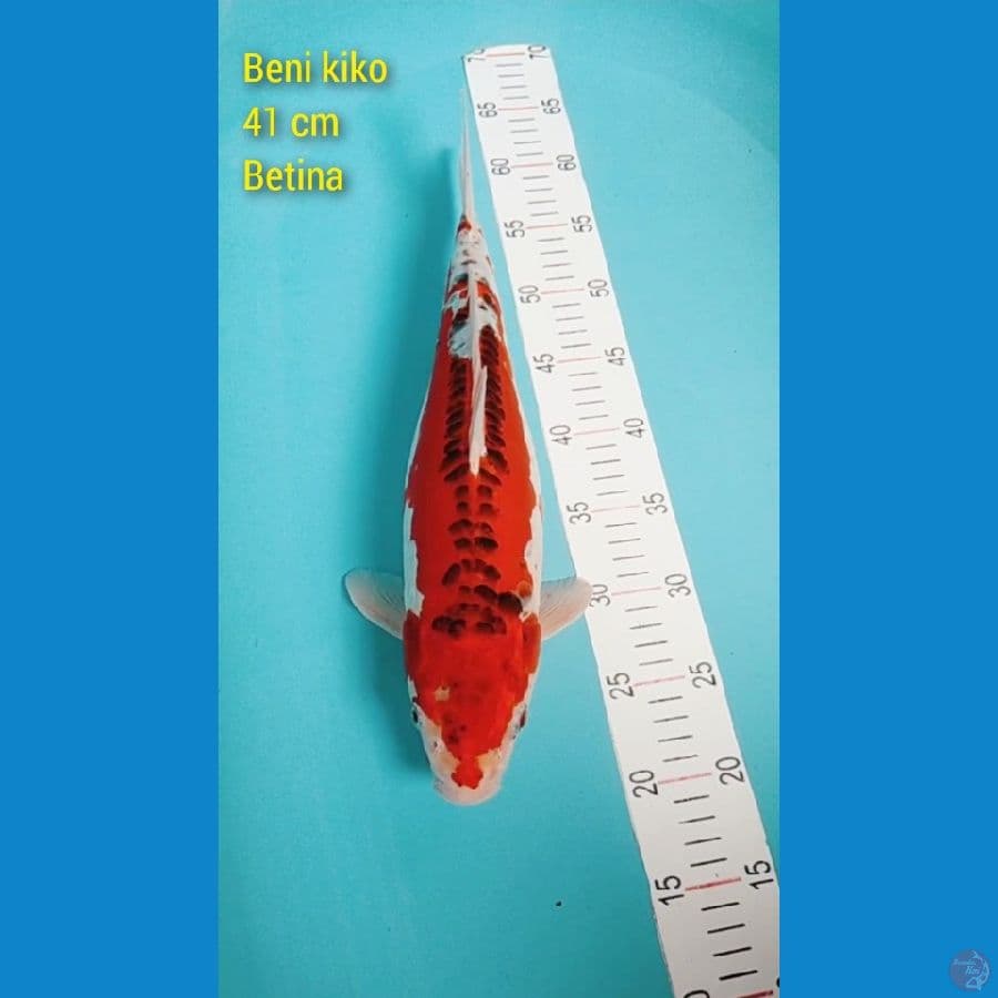 BENI KIKO 41 cm jumbo