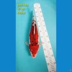 BENI KIKO 41 cm jumbo