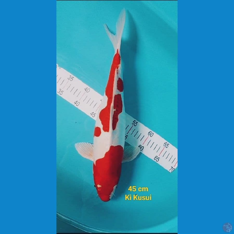ki KUSUI 45 CM