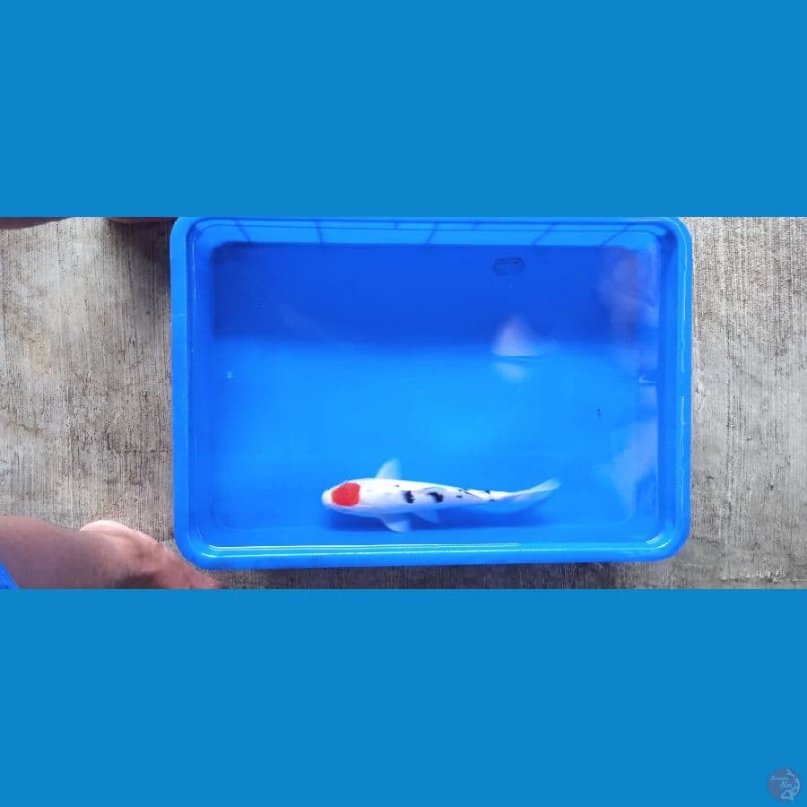 tancho sanke 30 cm