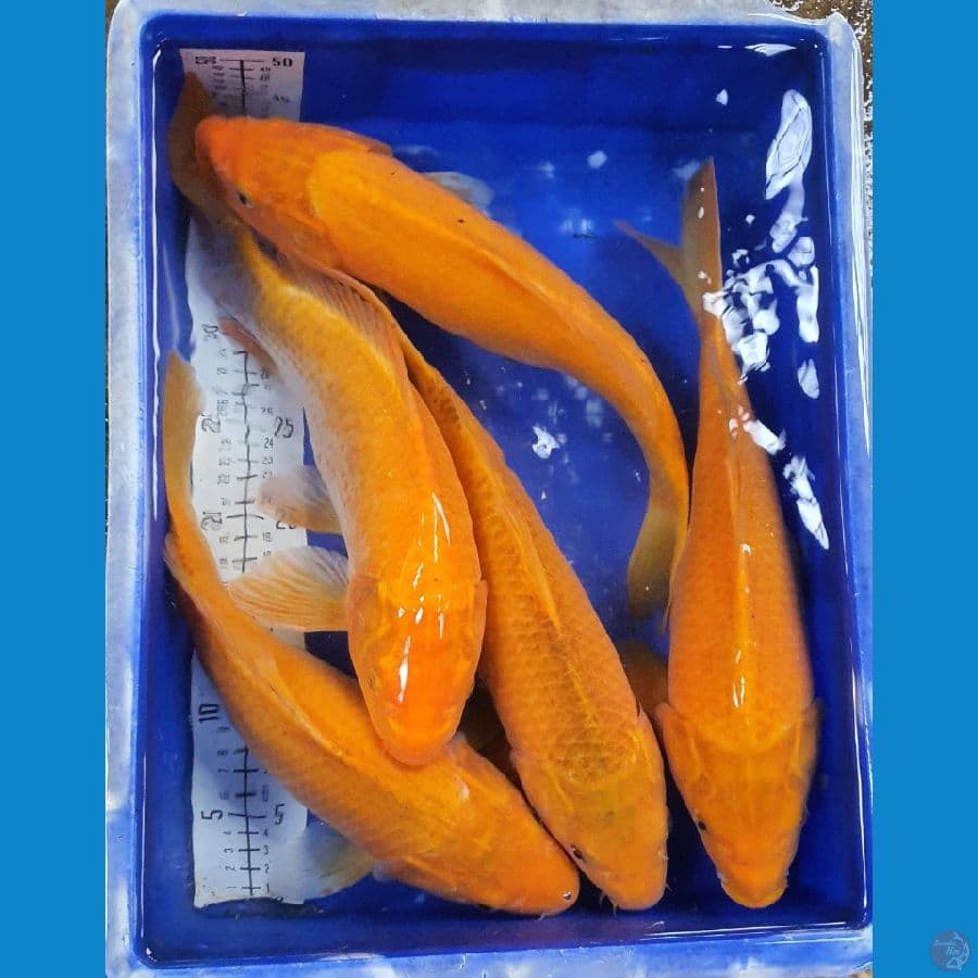 paket 40BU semi Caramel