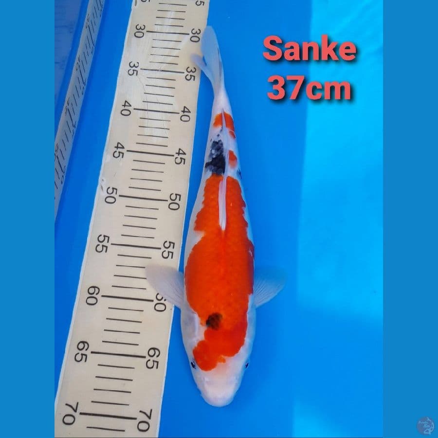 SANKE 37CM