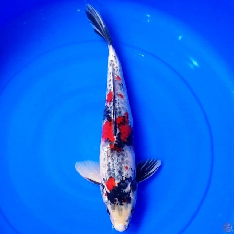 KAGE SHOWA 41 CM MALE