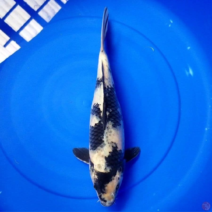 KAGE SHIRO 41 CM FEMALE