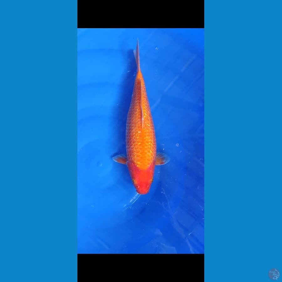 Caramel Ginrin 40cm