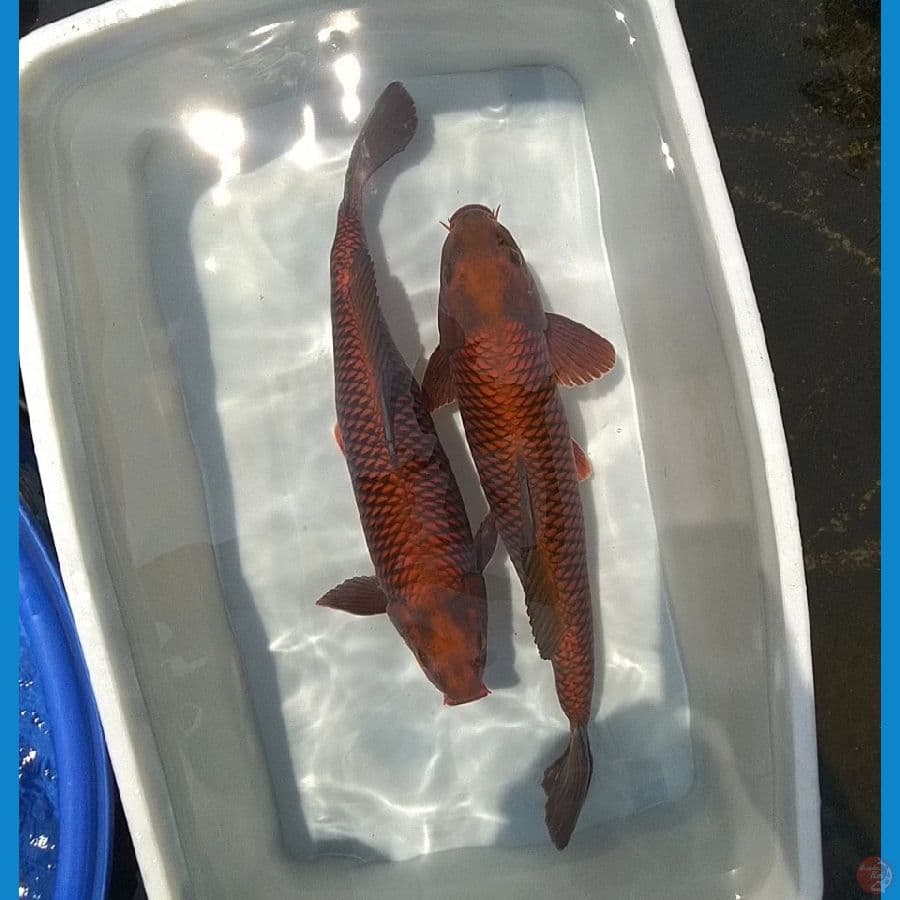 TEMBAGA