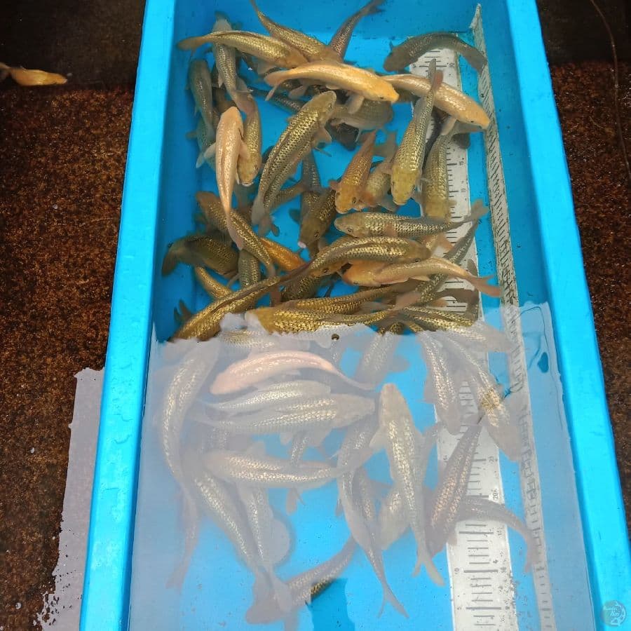 karasi midori full ginrin 22-28 cm 90 ekor