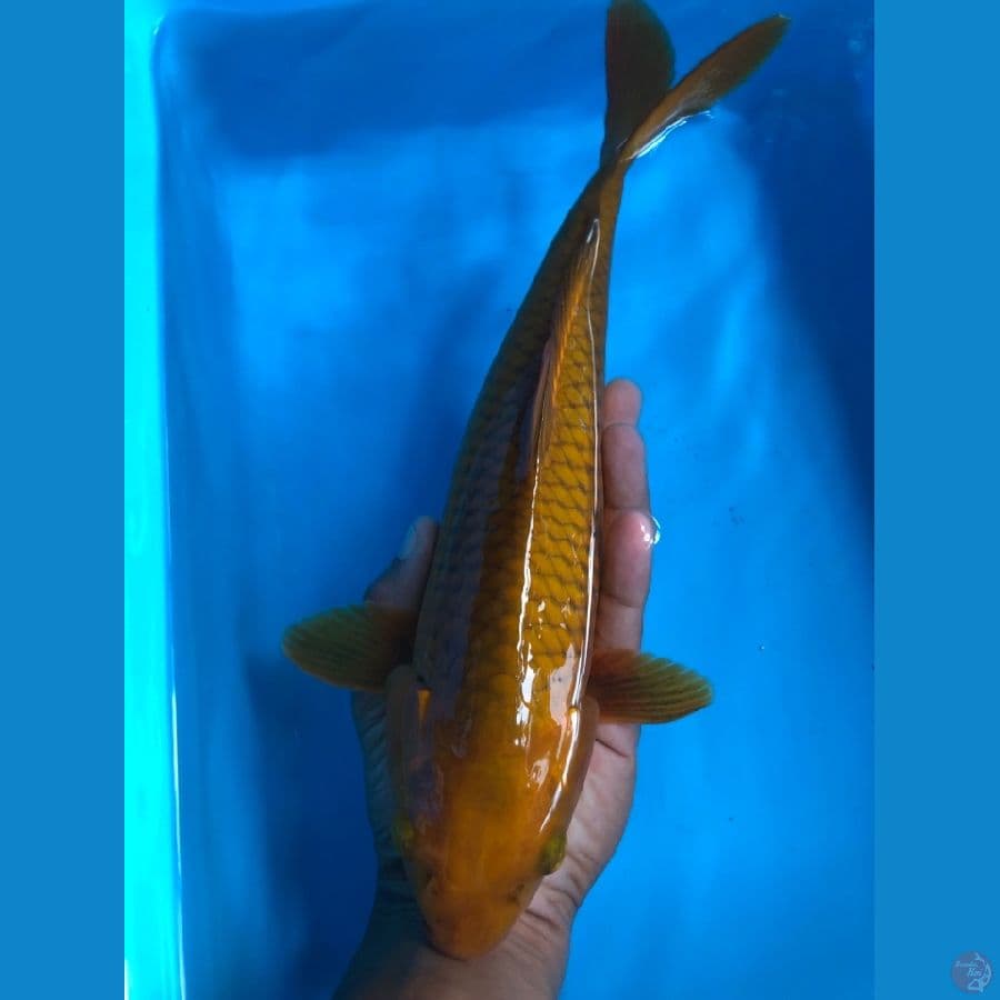 chagoi 30cm male