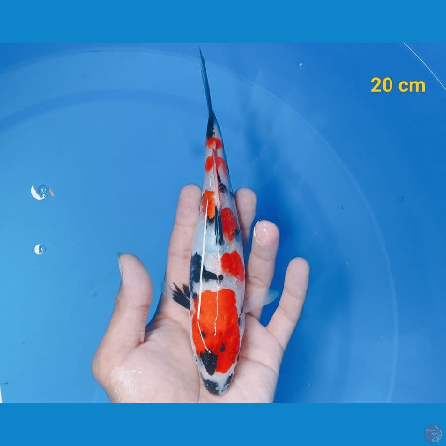 SQ showa 20 cm