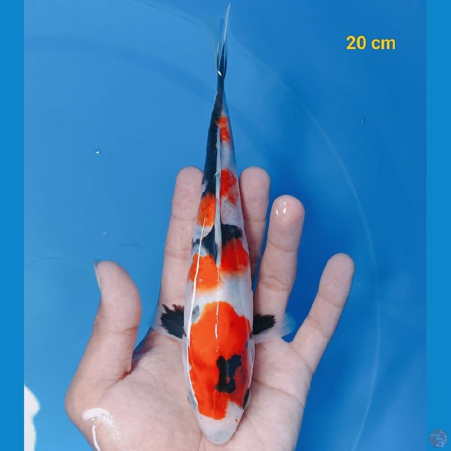 SQ showa 20 cm