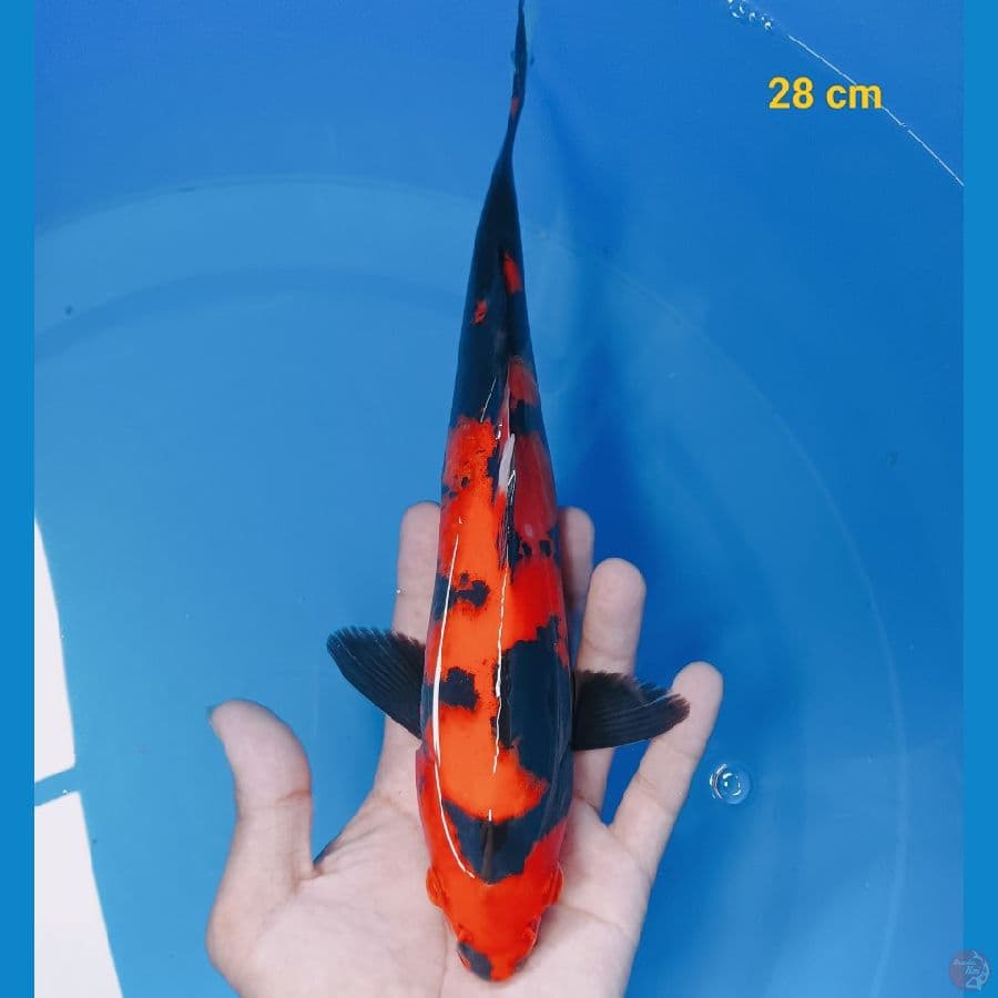 Utsuri 28 cm