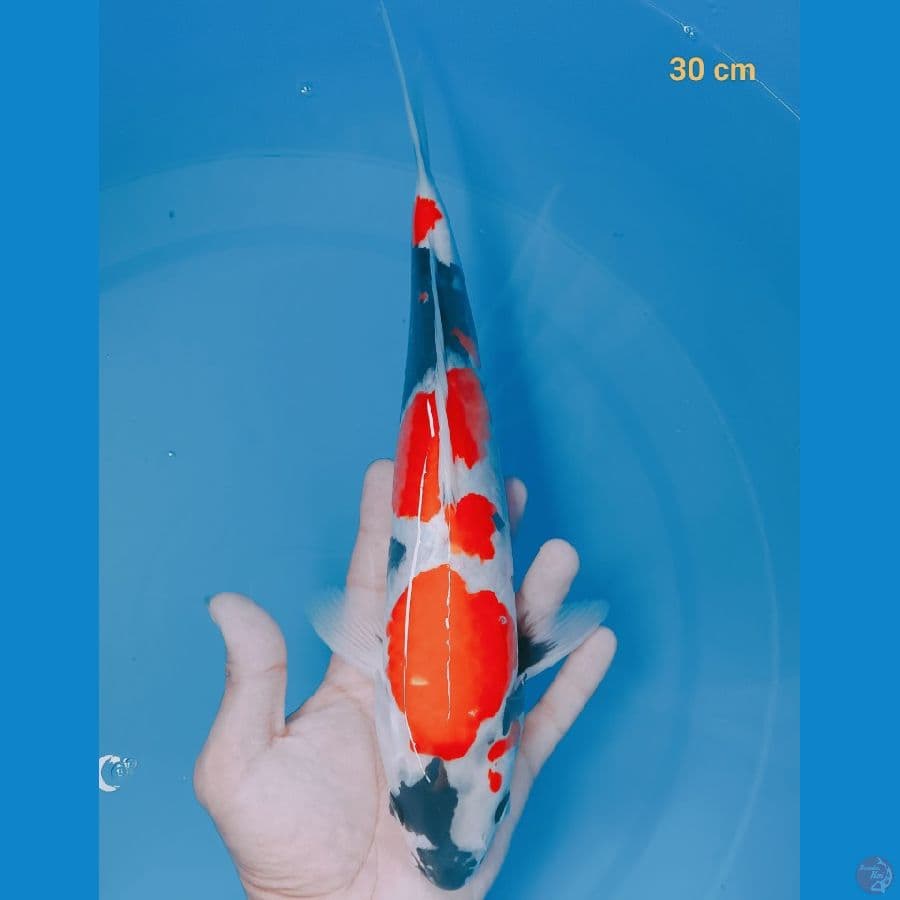 SQ Showa 30 cm