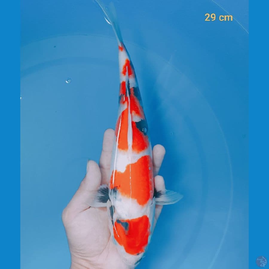 SQ showa 29 cm
