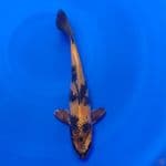 Koi Import Jepang Kin Ki Utsuri (Sertifikat Kanno) 28cm 