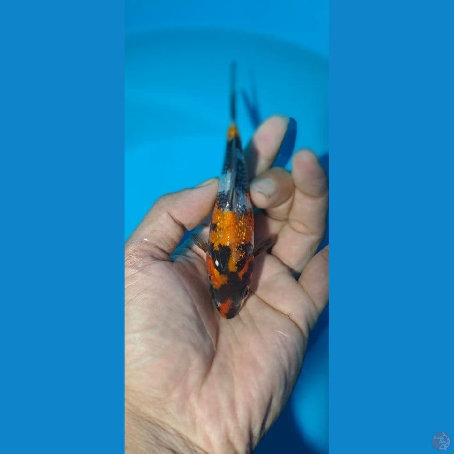 showa Ginrin 13 cm