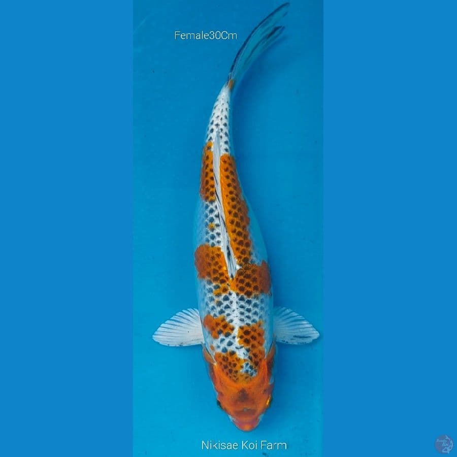 Kujaku F30Cm