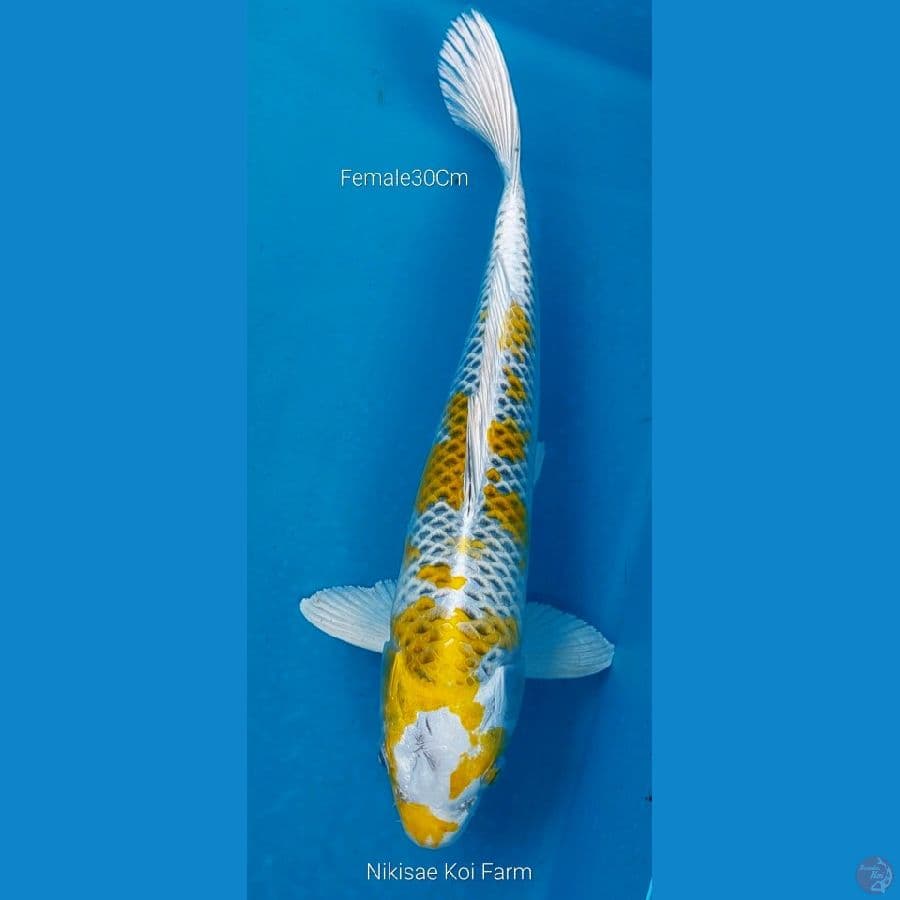 Kujaku F30Cm