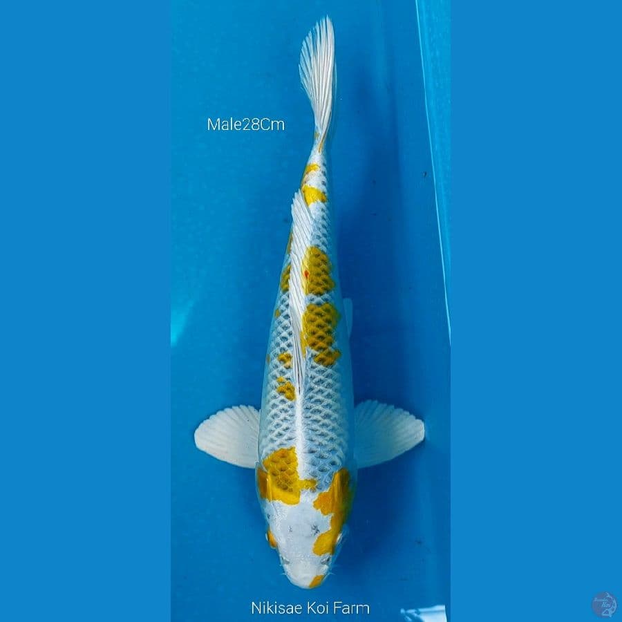 Kujaku M28Cm