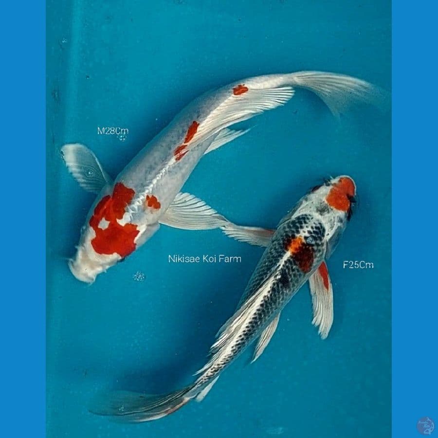 Duo B'fly 25 & 28 Cm