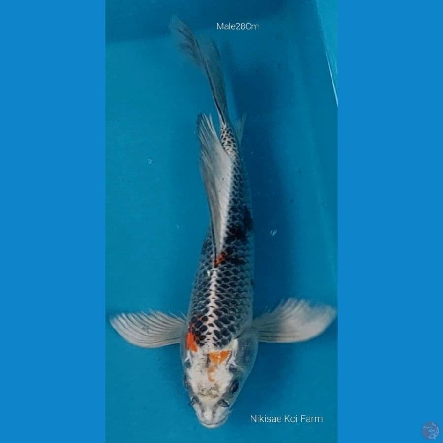 B'fly Kujaku M28Cm