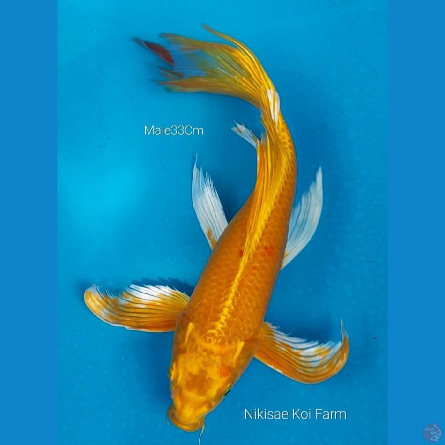 B'fly Ogon M33Cm
