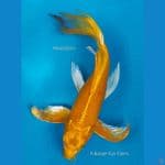 B'fly Ogon M33Cm