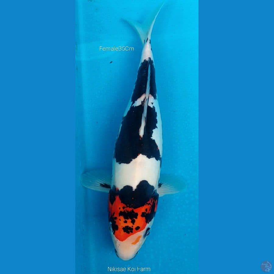 Beni Kumon F35Cm