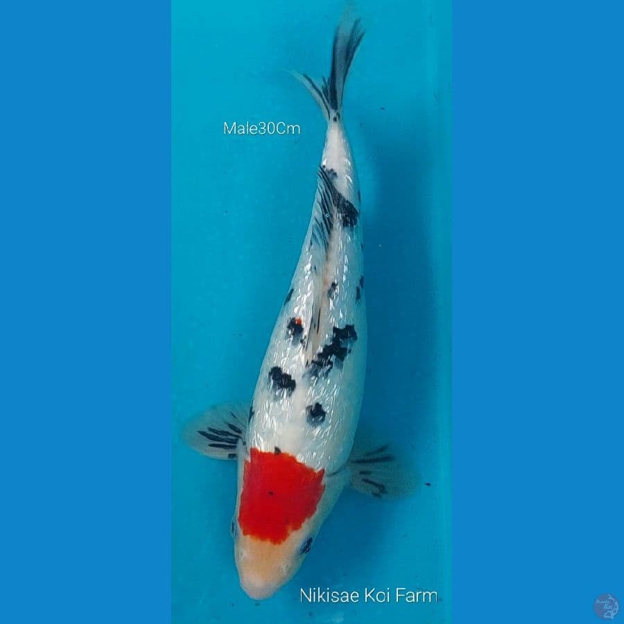 Tancho Sanke Ginrin M30Cm