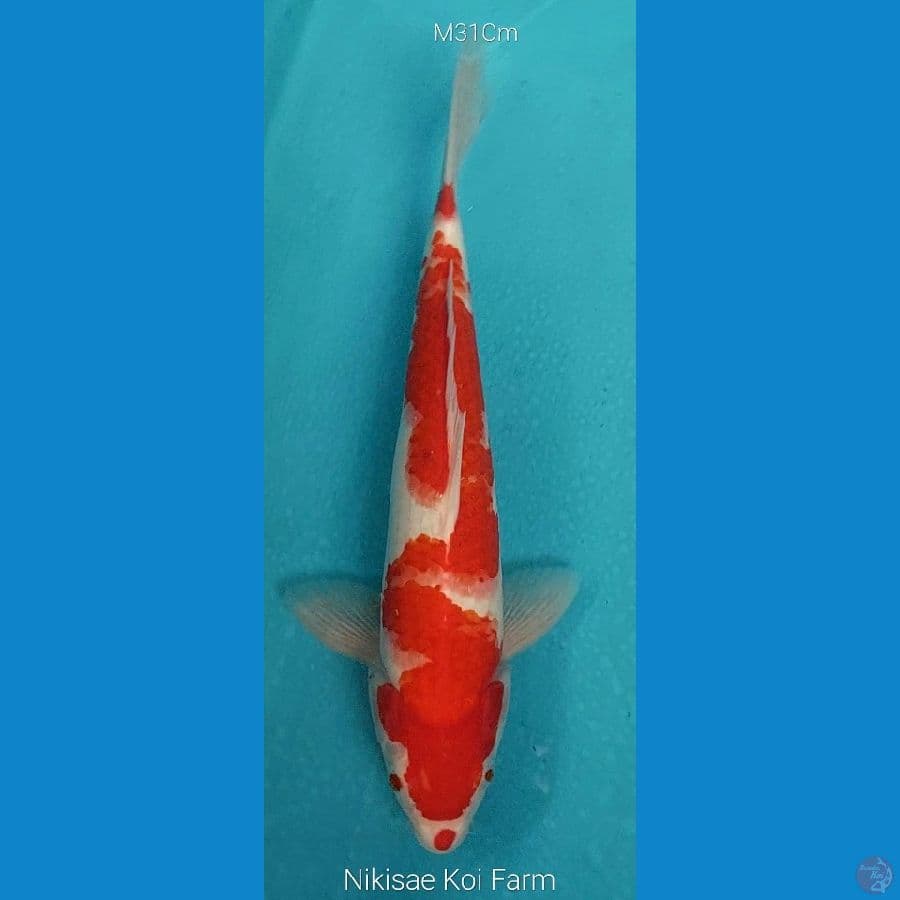 Kohaku M31Cm