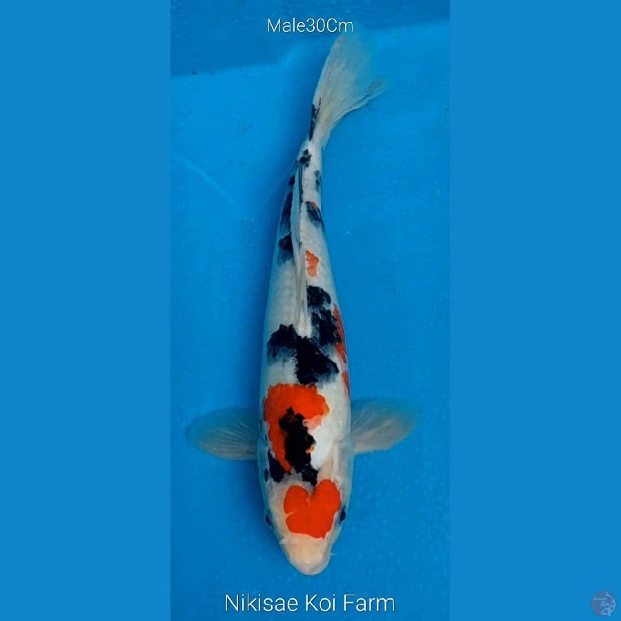 Sanke M30Cm