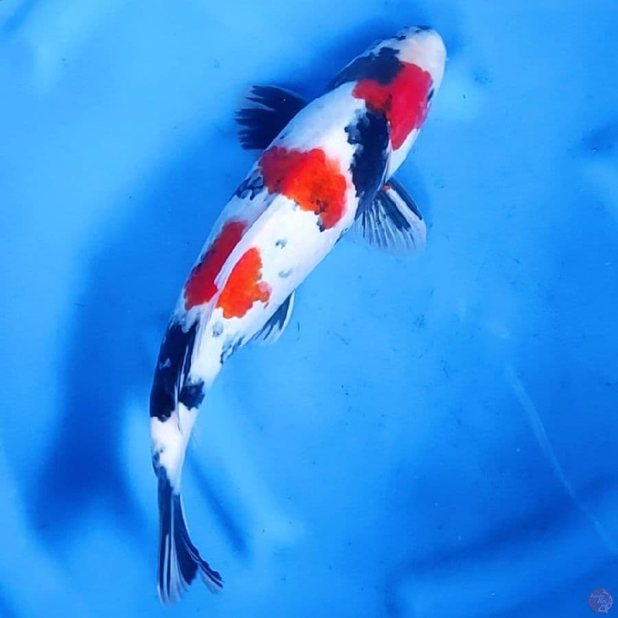36CM # KINDAI SHOWA - M