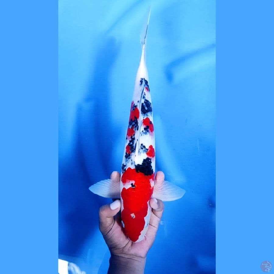 37CM # SANKE STRONG - M