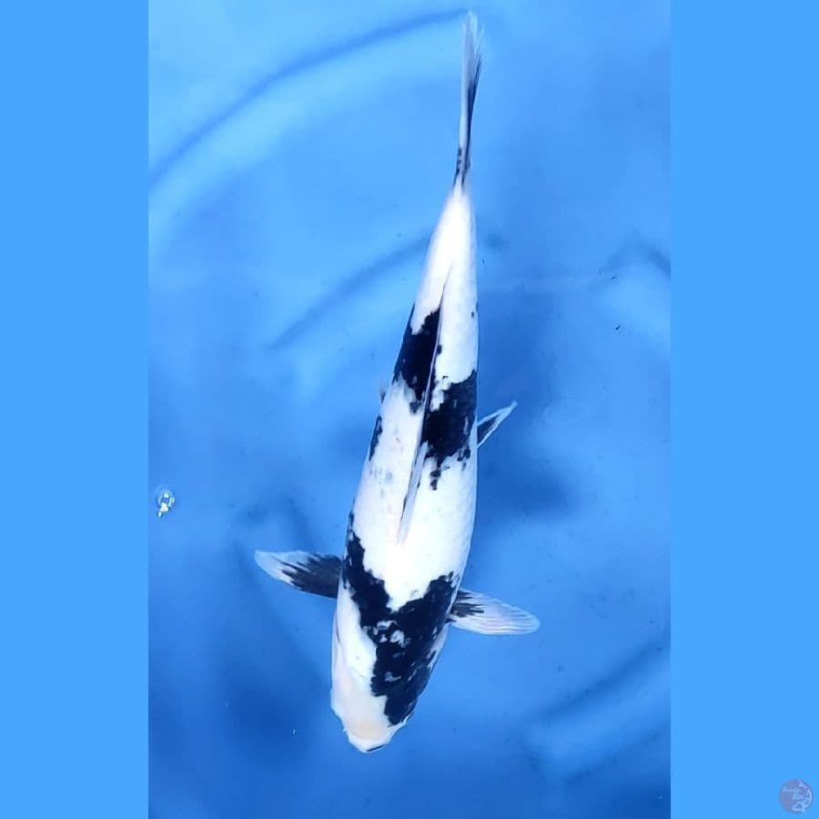 37CM # SHIRO UTSURI - F